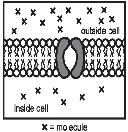 Biology Unit 4 Exam: Cell Membrane & Transport